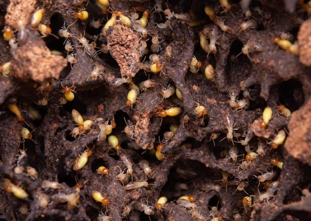 termites