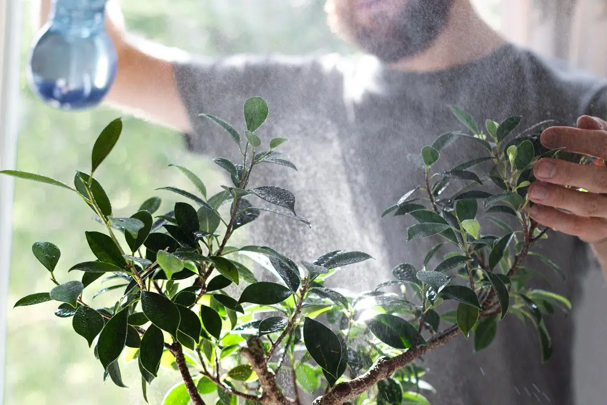 Vaporisation bonsai