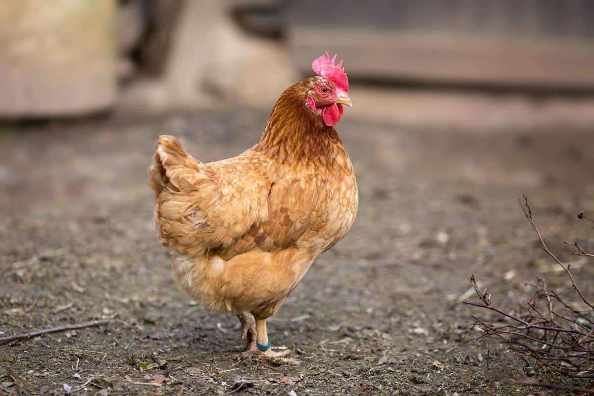 Vocalises poules