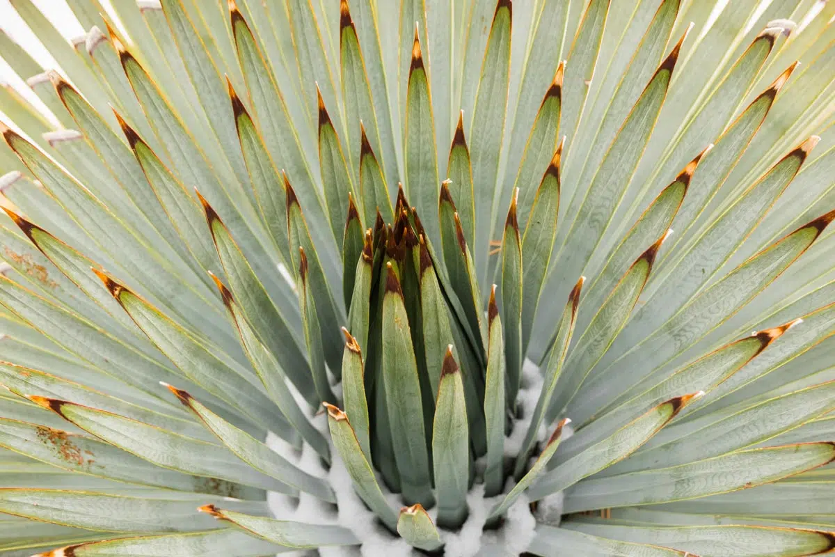 Yucca Chaparral