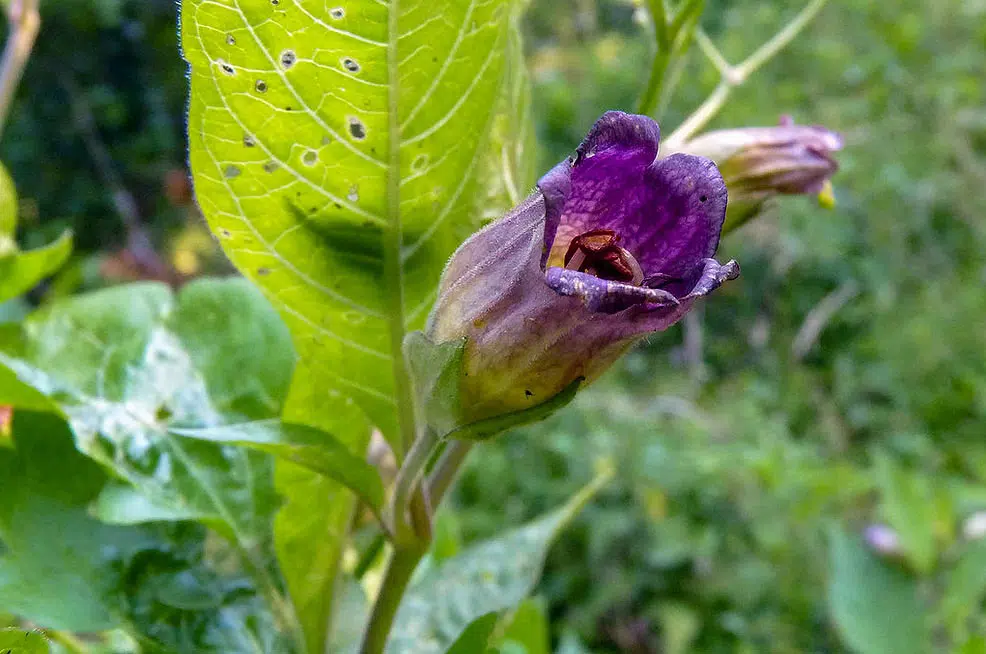 La Belladone est une plante toxique.