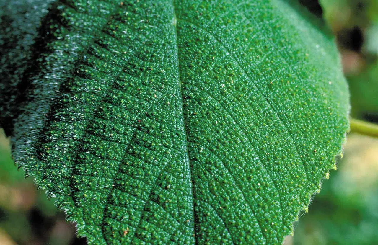 Feuille de gympie-gympie