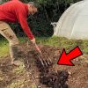 Compost Bokashi