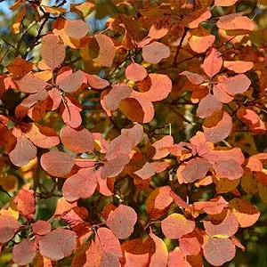 Le cotinus