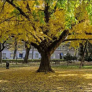 Le ginkgo bilboa