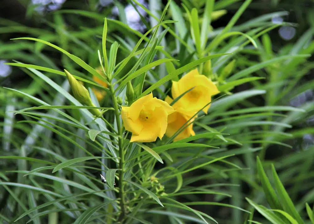 Le laurier jaune est une plante toxique.