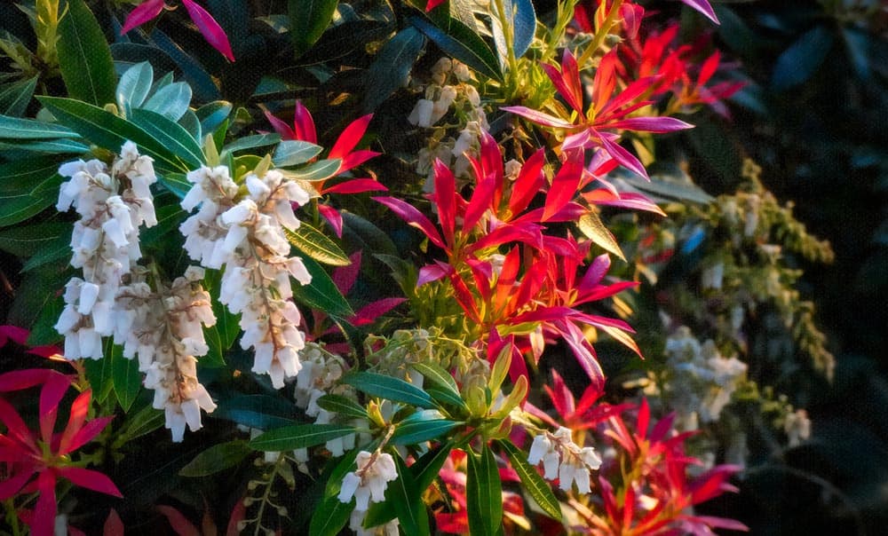 Pieris japonica