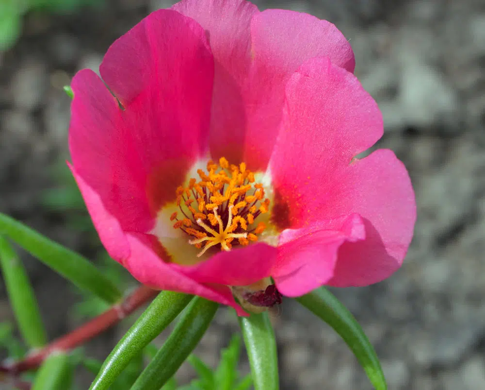 Pourpier potager (Portulaca oleracea)