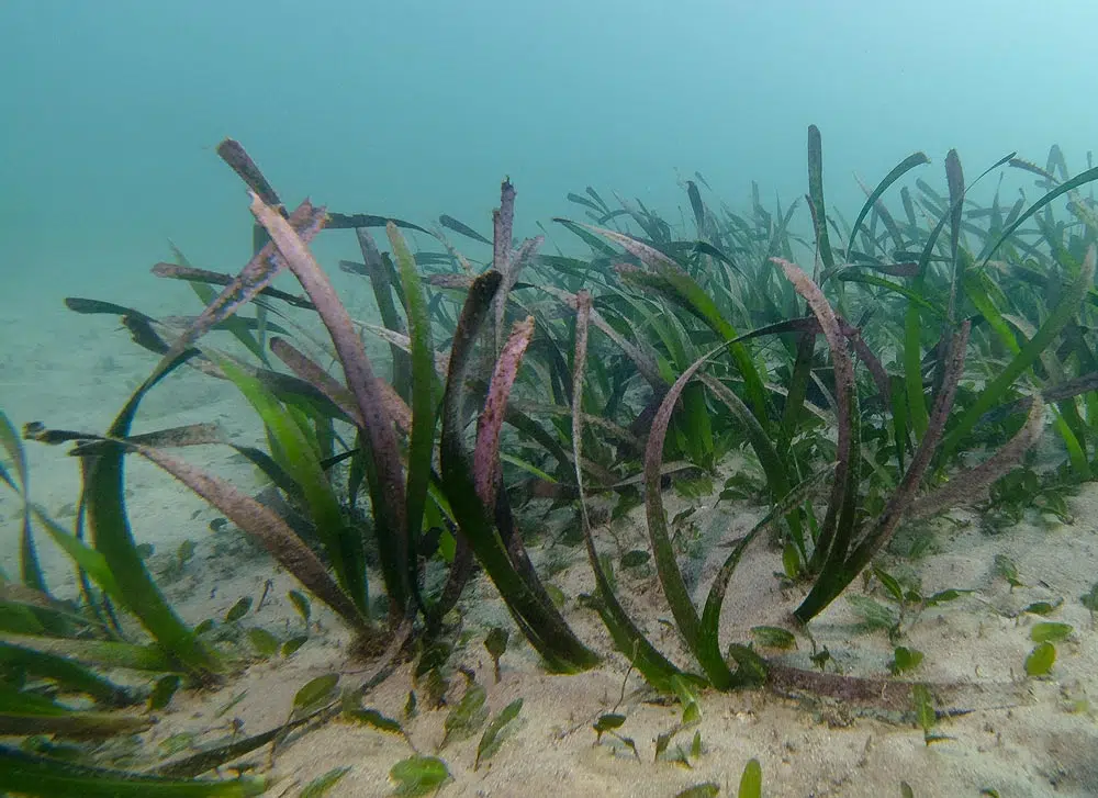 La posidonie, une plante maritime