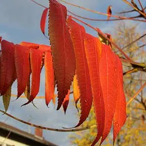 Le sumac de Virginie