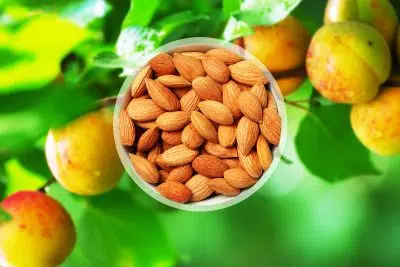 Amandes d'abricots