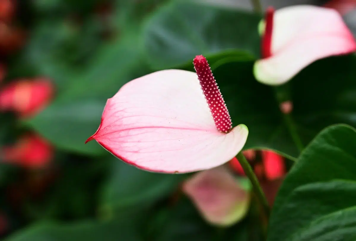 Fiche culture de l'anthurium