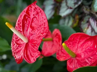 Anthurium, la plante d'intérieur est surnommée la perle tropicale ?