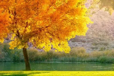 10 arbres ou arbustes aux couleurs flamboyantes en automne