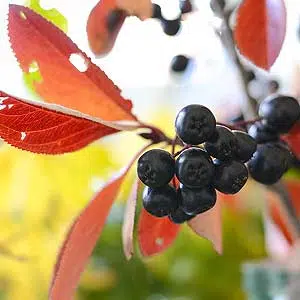 L'aronia