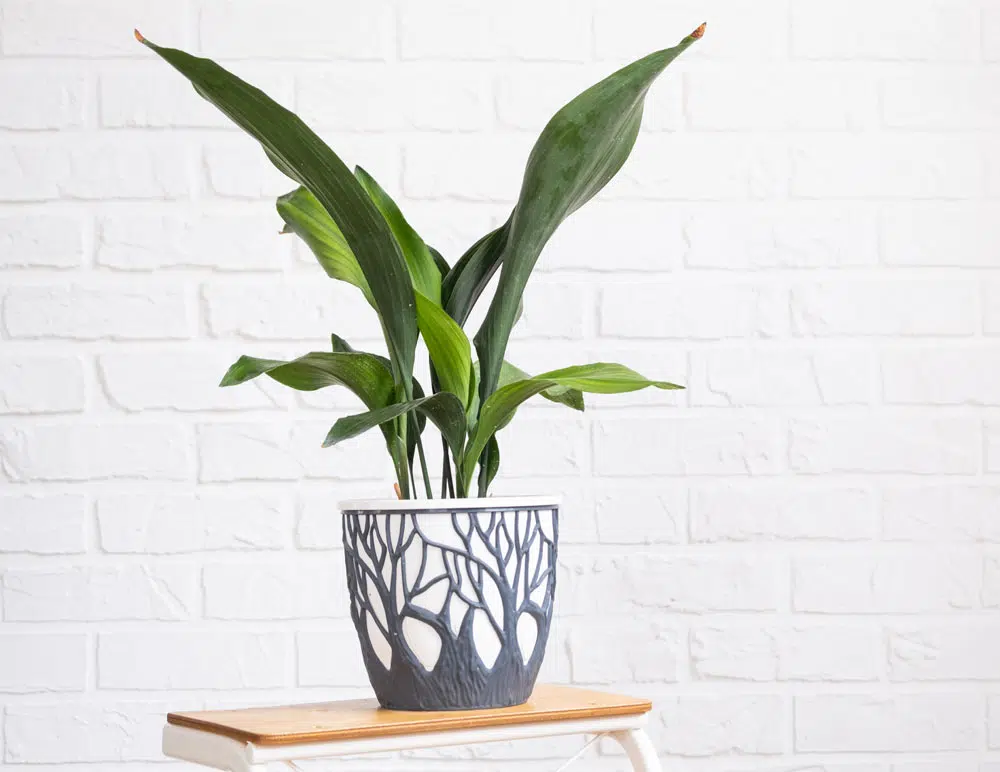 Aspidistra est un genre de plantes de la famille des Liliaceae.