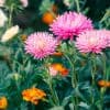 Les asters, une plante vivace
