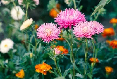 Les asters, une plante vivace