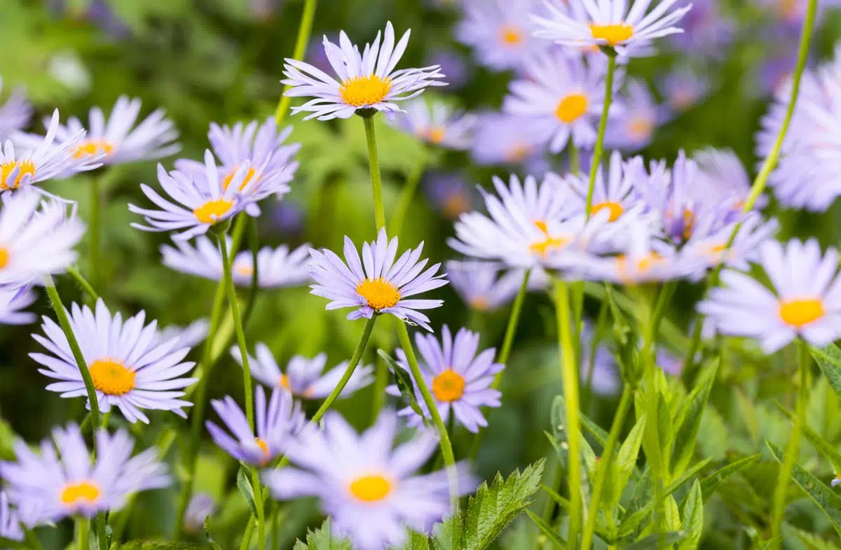 Les asters au jardin