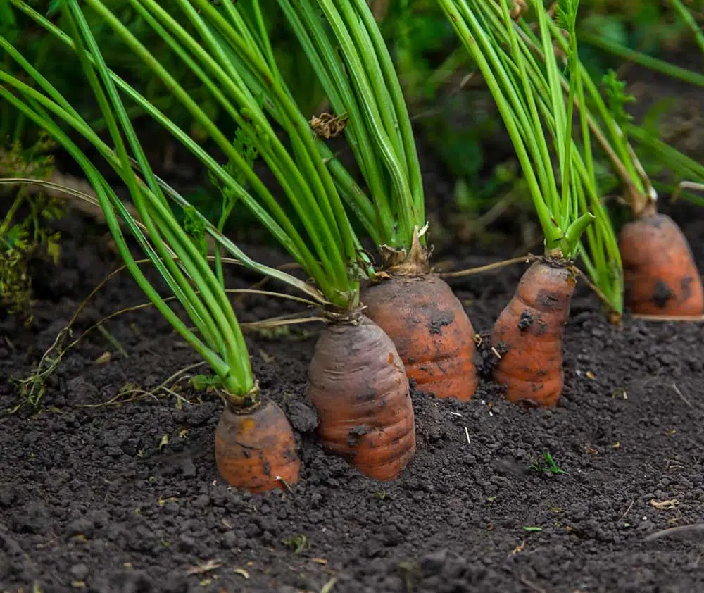 La carotte se sème jusqu'en novembre.