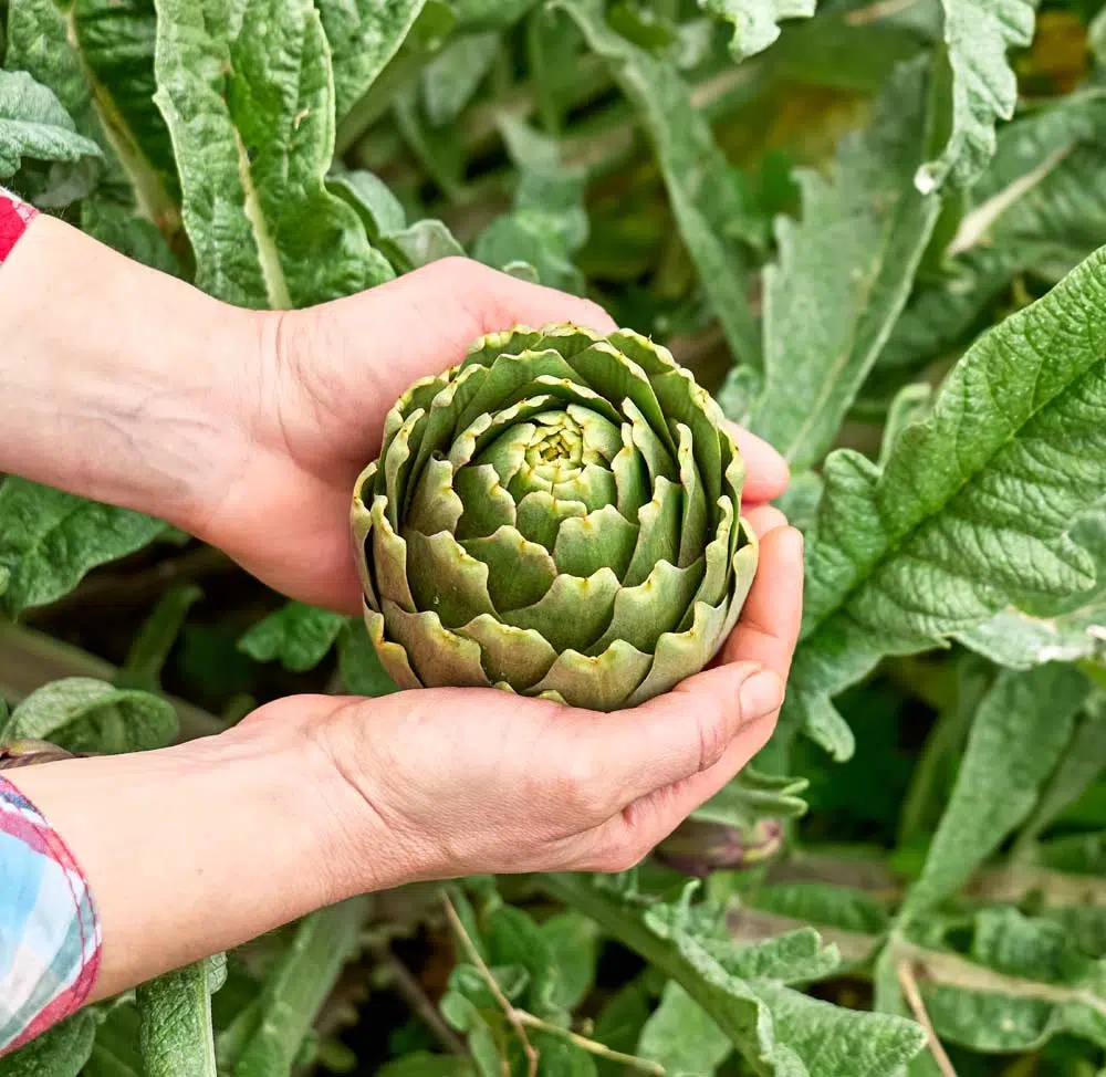 L'artichaut peut se planter en automne.