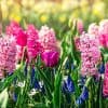 bande de fleurs pour un jardin en bonne santé