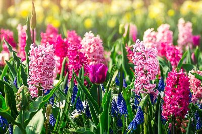 bande de fleurs pour un jardin en bonne santé