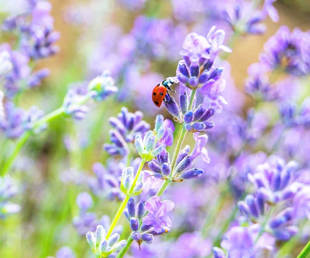 Les fleurs attirent la coccinelle.