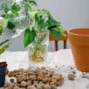 Bouturage à l'eau
