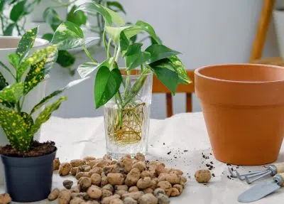 Bouturage à l'eau