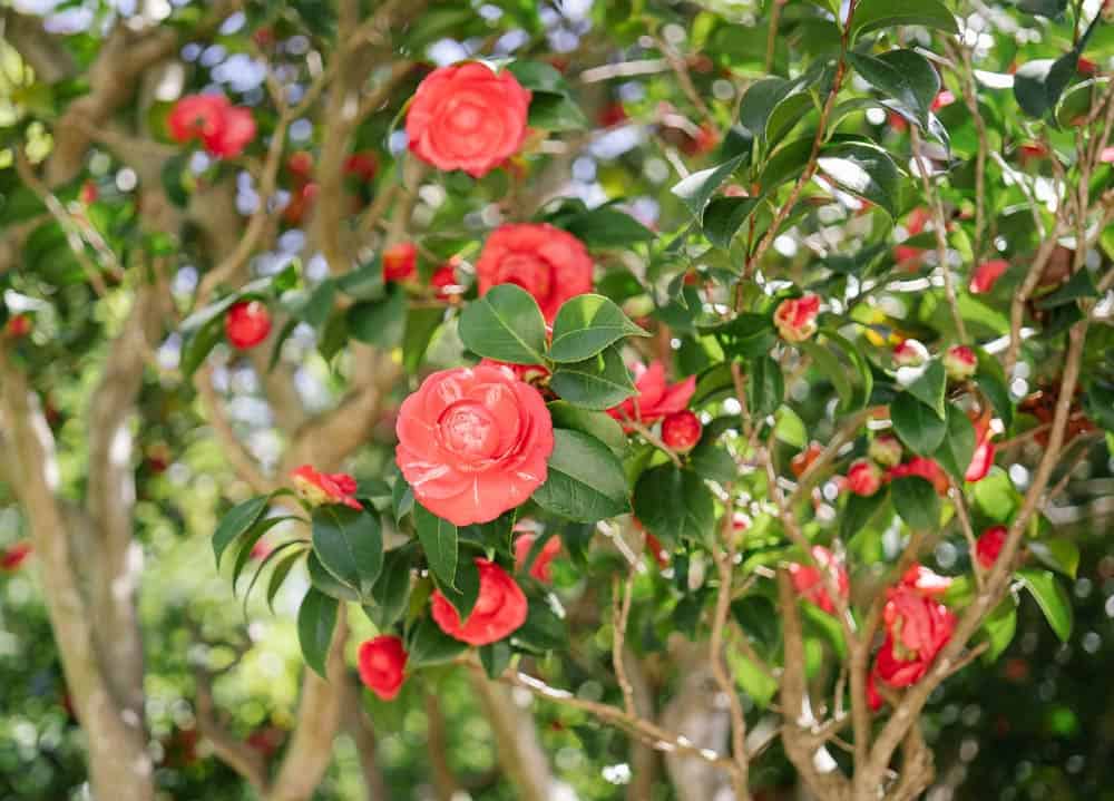 Camélia en fleurs