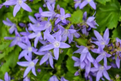 Campanules : Conseils de culture pour un jardin coloré