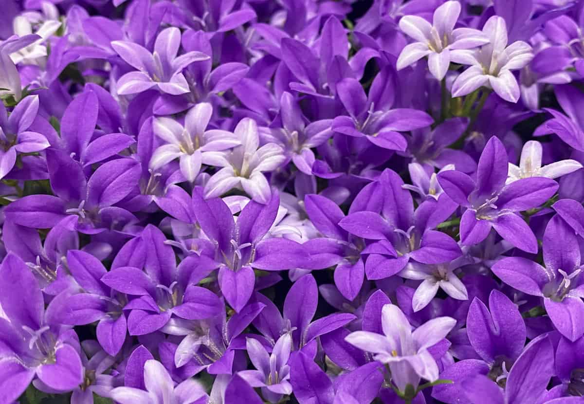 Est-ce que les campanules refleurissent ?