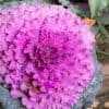 Chou ornemental, idéal pour planter ne jardinière.