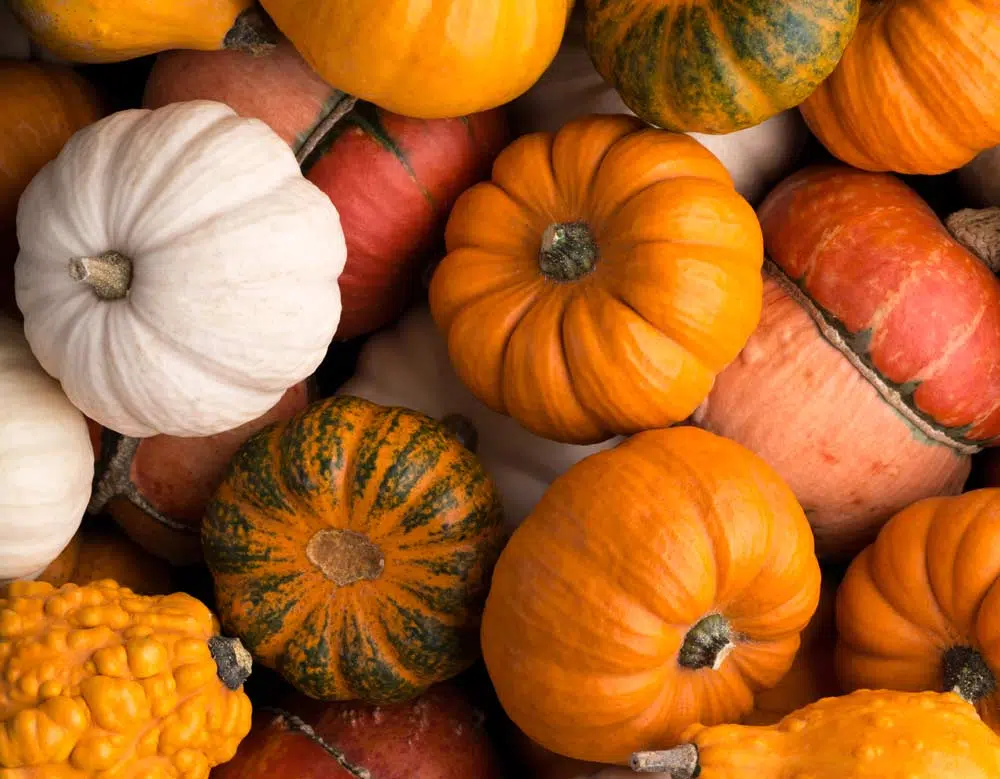 Attention à l'apparence des courges