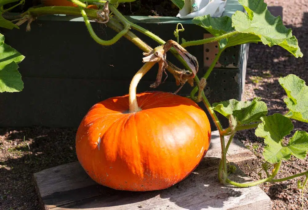 Citrouille dans le jardin