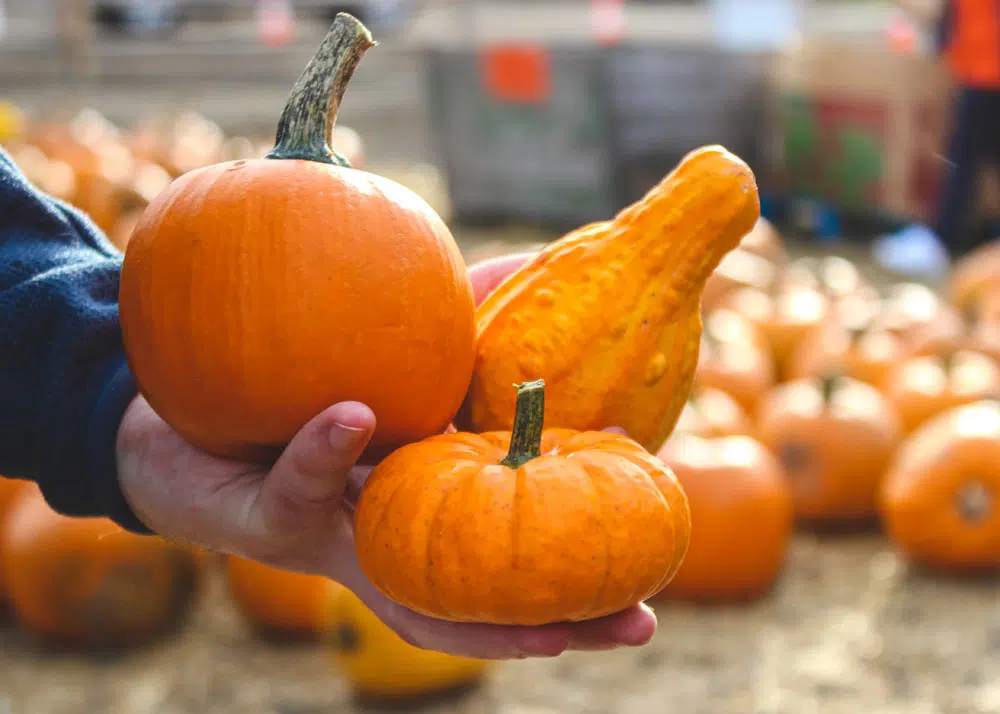 Citrouille à consommer en automne.