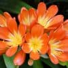 Clivia, plante d'intérieur