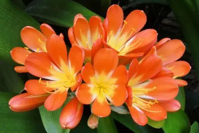 Clivia, plante d'intérieur