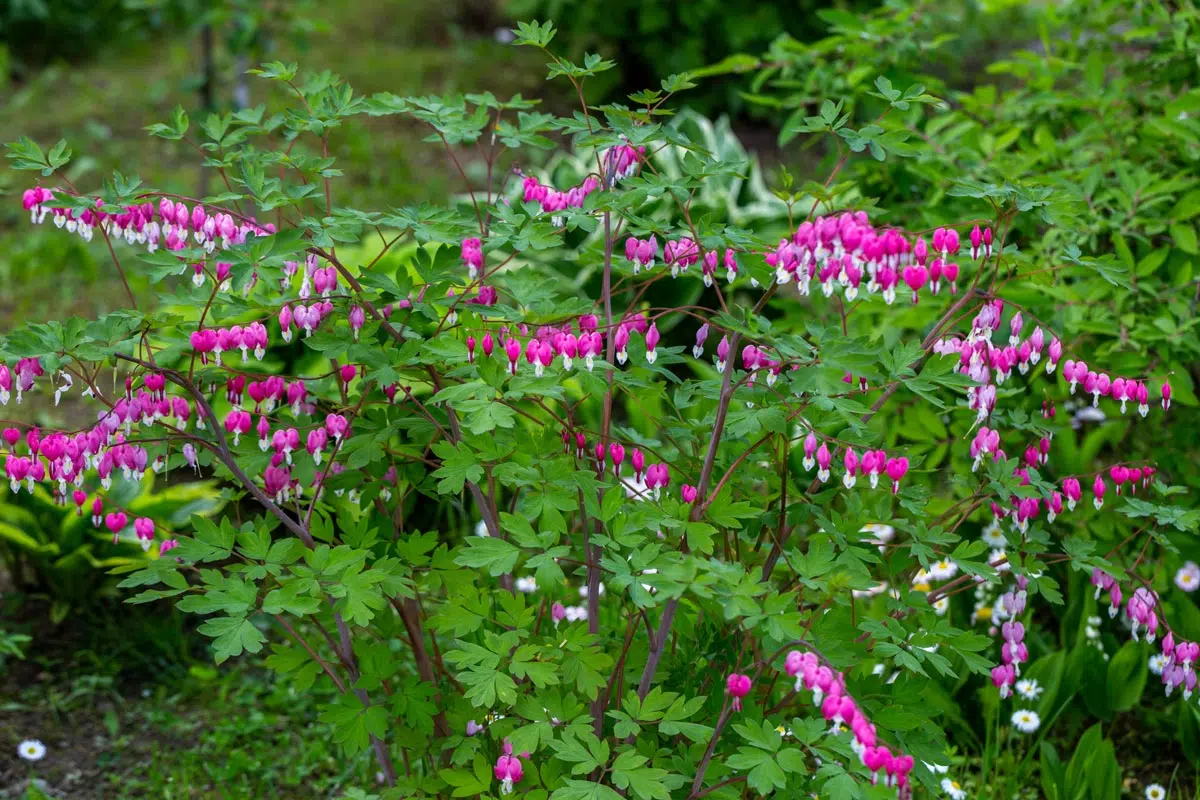 Coeur de marie au jardin