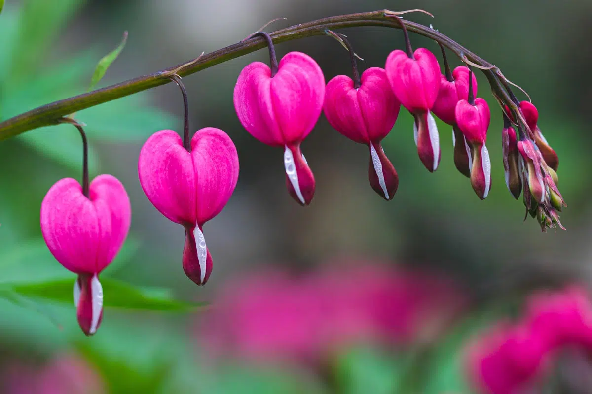 Coeur de marie, vivace