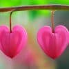 Plante aux fleurs en forme de coeur