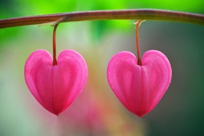 Plante aux fleurs en forme de coeur