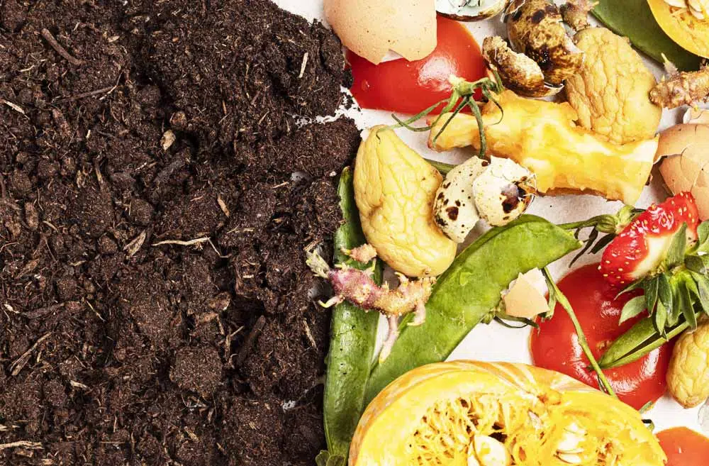 Déchet organique et compost