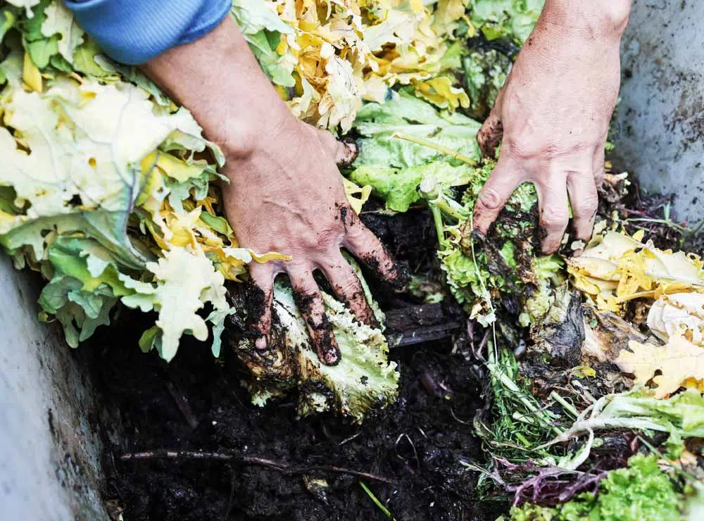 Jardinier les mains dans le compost