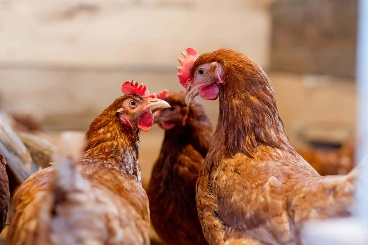 Conflit entre poules