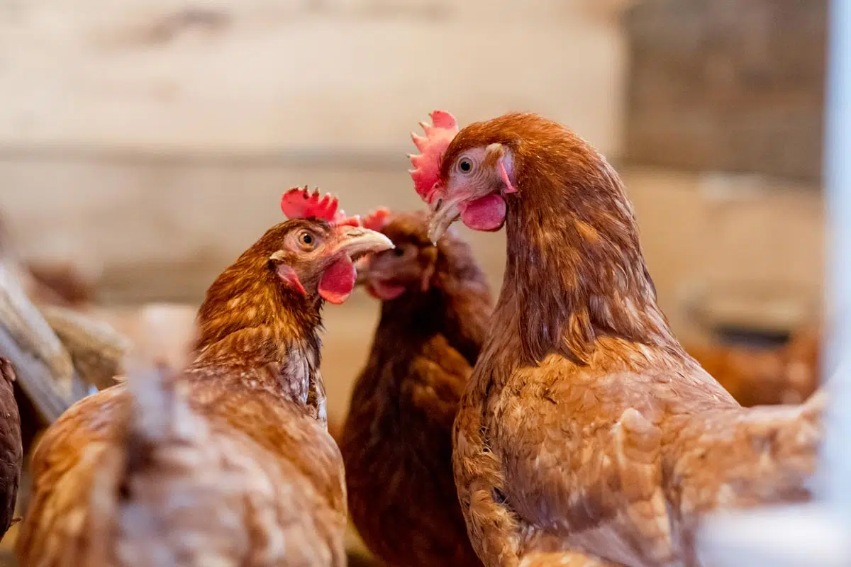 Conflit entre poules