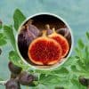 conserver les figues