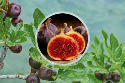 conserver les figues