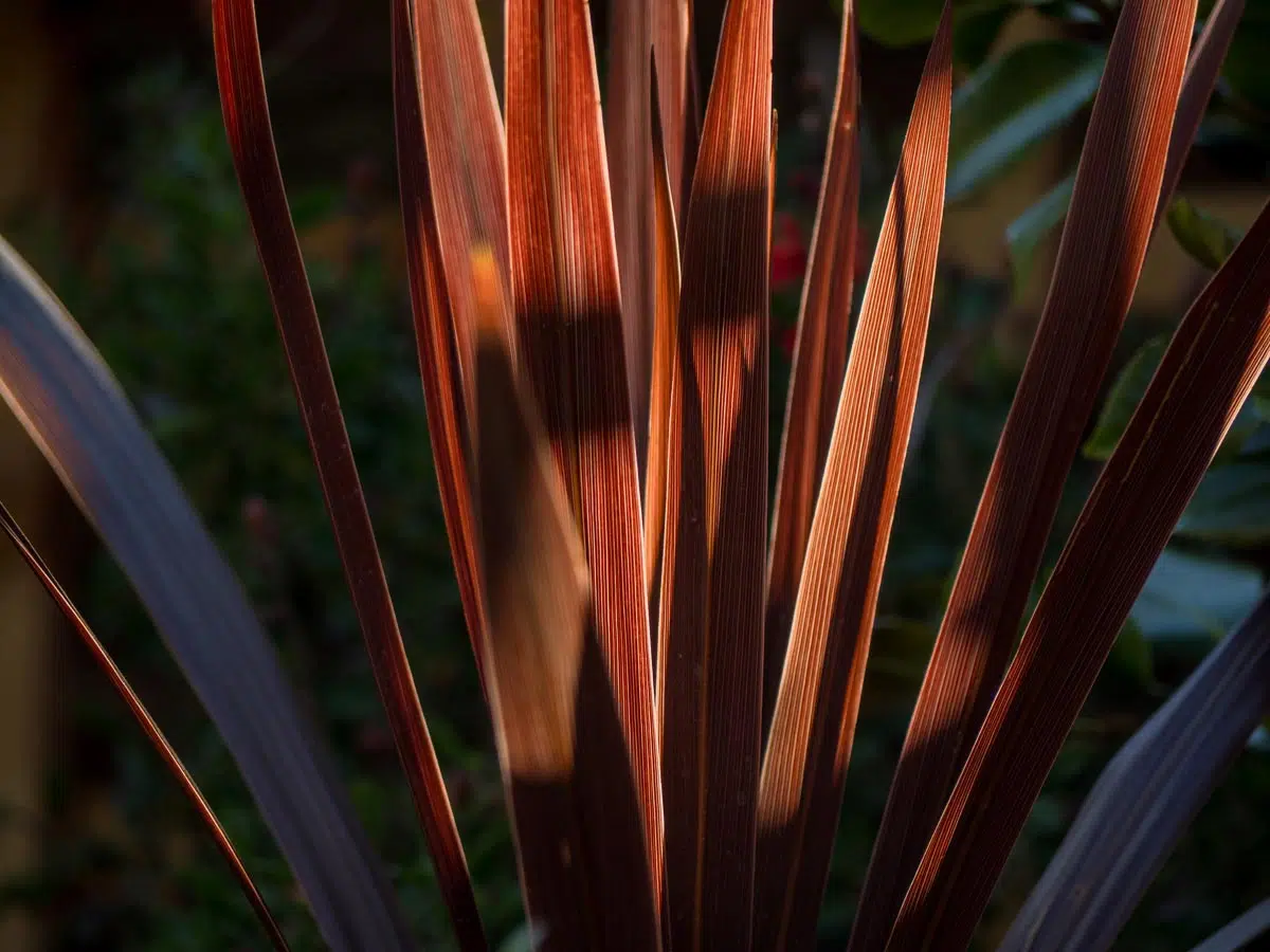 cordyline, une plante graphique